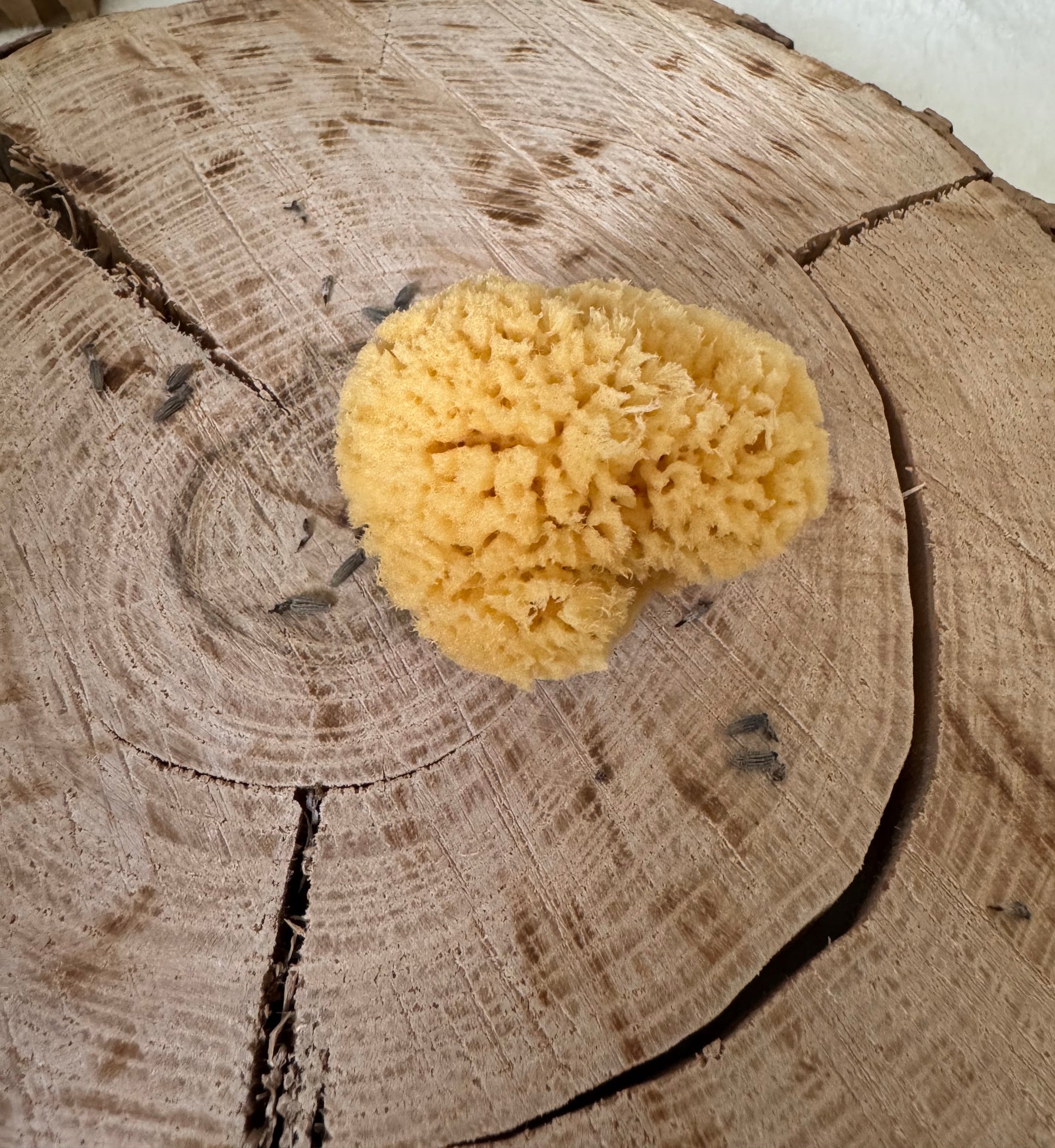 Mineral sea sponge